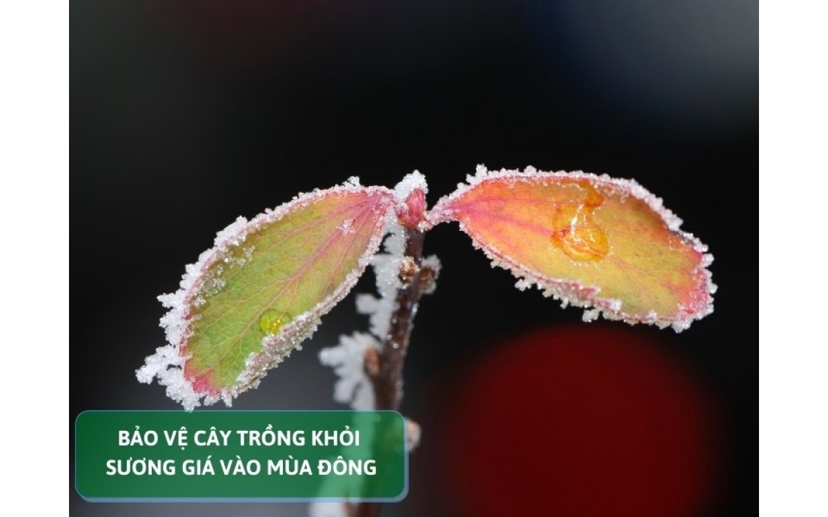 bảo vệ c&acirc;y trồng khỏi sương gi&aacute; v&agrave;o m&ugrave;a đ&ocirc;ng